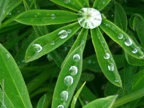 Foto: lupinedrop2 lupinedrop2
