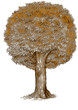 arbre