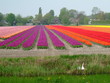 champs de fleurs en hollande