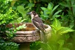 butcher bird.