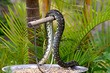 python snake posing.