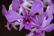 hawaii flower
