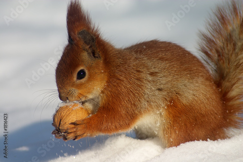 Photo: red squirrel with nut red squirrel with nut