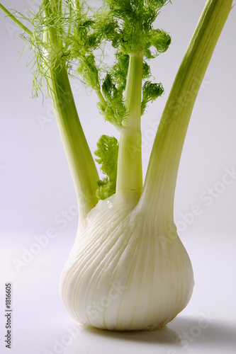 Photo: fennel fennel