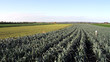 variations légumières