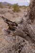 desert log