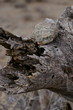 stone on wood