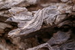 dry wood