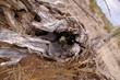 desert log