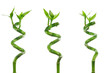 lucky bamboo trio
