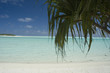 one foot island palm