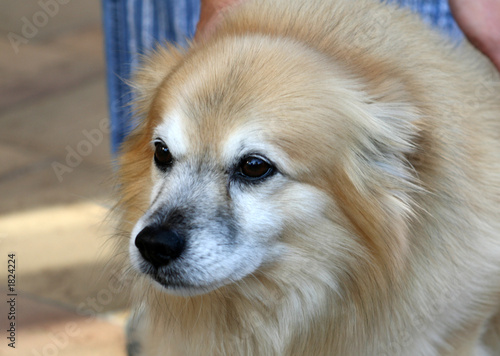 Foto: hundekopf mit der ähnlichkeit einer robbe hundekopf mit der ähnlichkeit einer robbe