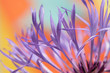 colourful lowers