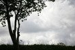 branches in the sky