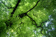 maple tree