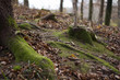 moss