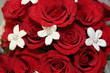 red rose flower bouquet white