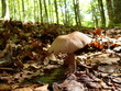 fungo solitario nel bosco