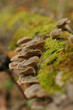 shelf fungus (polyporus sulphureus)