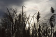 silhouetted dried plants