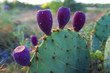 cactus fruit