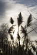 silhouetted dried river growth