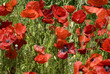 common poppy - papaveraceae