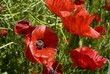 common poppy - papaveraceae
