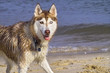 dog in the beach dog in the beach