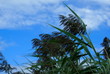 sea grasses