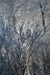 hoar-frost