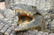 crocodile gueule ouverte