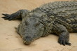 crocodile 1