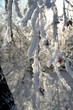 hoar-frost
