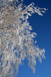 birch branch
