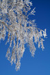 winter contrast
