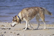 dog in the beach dog in the beach