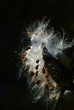 milkweed