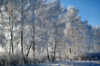 hoar-frost