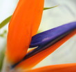 strelitzia reginae