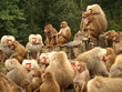 curious baboons curious baboons