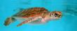 tortuga caribeña