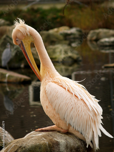 Photo: pelican pelican