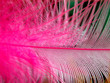 feder in rosa