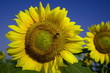 field of sunflowers