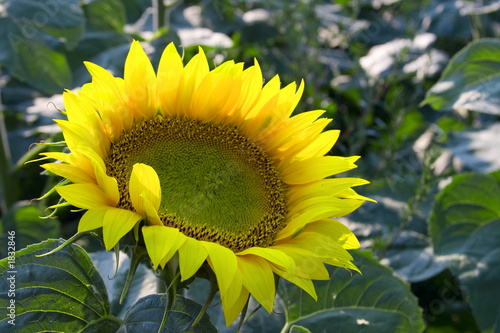 Foto: sunflower sunflower