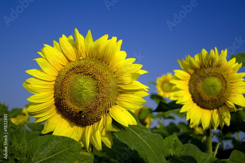 Photo: sunflowers sunflowers