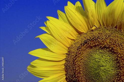 Photo: part of sunflower part of sunflower