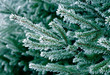 snow on pine tree