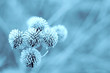blue burdock